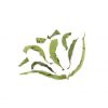 Τσάι Λουίζα Lippia citriodora bio