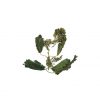 Τσάι Τσουκνίδα Urtica dioica bio