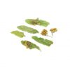 Τσάι Τίλιο Tilia europea